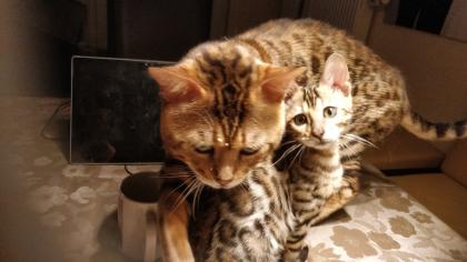 Schmuse Bengal Kater geimpft gechipt entwurmt mit Stammbaumurkunde