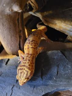 Verkaufe meine Leopadegeckos