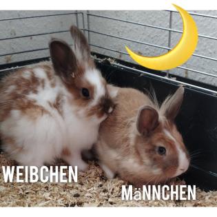 Sehr einig sehr dringend ein zu Hause gesucht