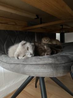 Britisch Kurzhaar Mix Kitten