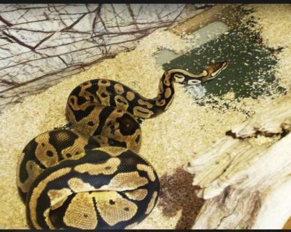 Python Regius / Königspython adult 1. 1Superpastel Piebald 0. 1Pastel het. Piebald