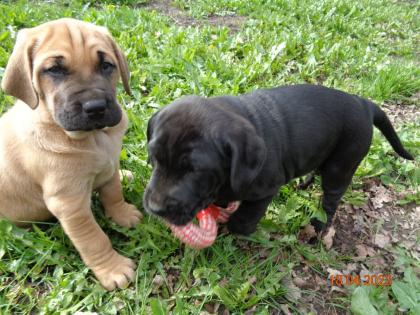 Mischlingswelpen Cane Corso Labrador Dogge