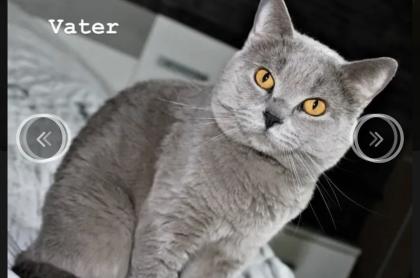 BKH-EKH Kater Kitten Kätzchen