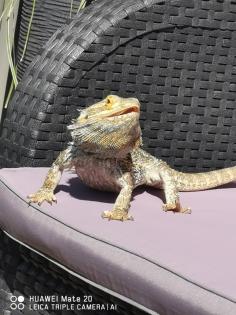 Bartagamenmännchen inkl. Terrarium Beleuchtung und Zubehör abzugeben