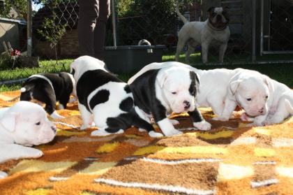 American Bulldog Welpen suchen Traumschloss