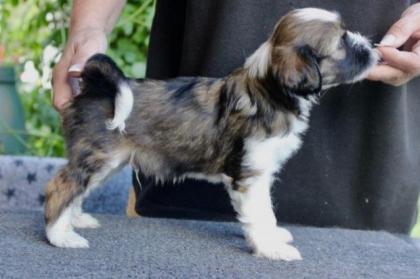 Tibet-Terrier Welpen FCI Rüden