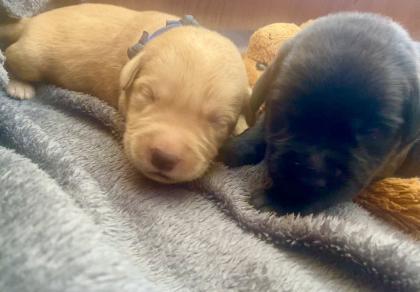 Labrador Welpen mit Ahnentafel- Genehmigte Zuchtstätte