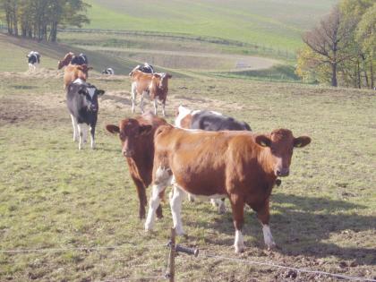 Colostrum Herbstzeit ist Colostrumzeit