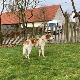 Bronco / Status sucht ein Zuhause
