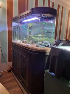 Adulte Axolotl Aquarium
