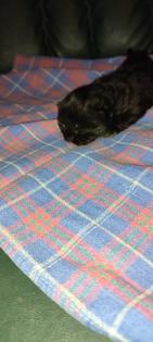 Reinrassige Perser Kitten