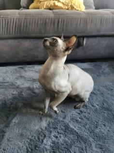 Sphinx Katze / sphynx kater