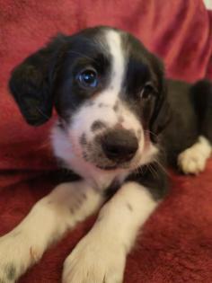 Border Collie Mix welpen