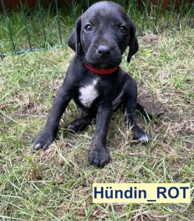 Bildhübscher schlauer Ridgeback Mix - 1x Rüde 8x Hündin