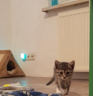 3 süße kitten mädels