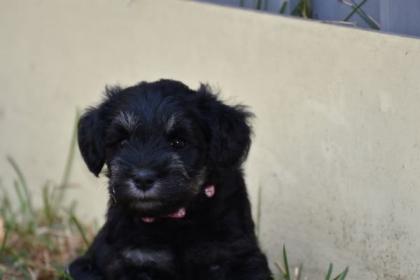 Zwergschnauzer Welpen mit Papieren