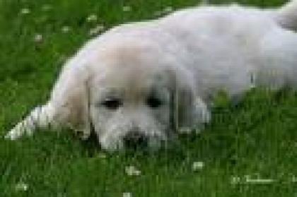 Ich suche ende mai 09 einen süßen Golden Retriever Welpen hündin