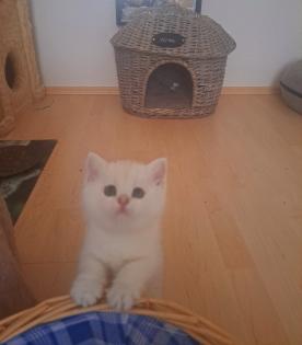 Nur noch 2 reinrassige BKH-Kitten mit Luchsohren Teddygesicht