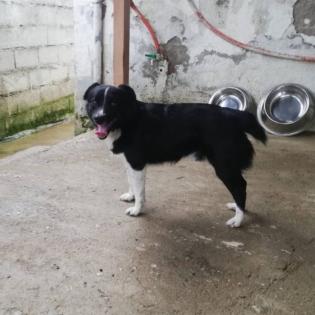 Rocco sucht ein Zuhause