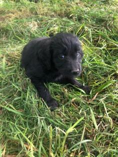 Goldendoodle Welpen Allergiker geeignet