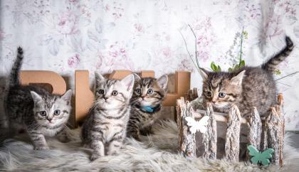 BKH-Kitten im Whiskas-Look Black-Silver-Classic-Tabby/-Spotted abzugeben