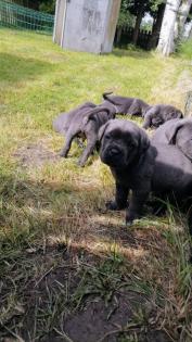 Tolle Cane Corso Welpen blueliner