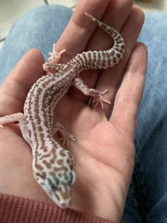 1. 0 Mack super Snow Raptor Leopardgecko Männchen Enz 22 Übergabe Houten oder Hamm möglich