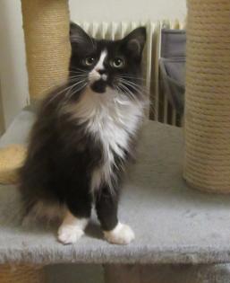 Maine Coon Kätzchen - 2 Kater 1 Kätzchen