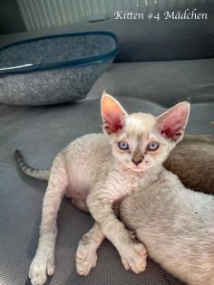 Devon Rex Kitten Abgabe Anfang August