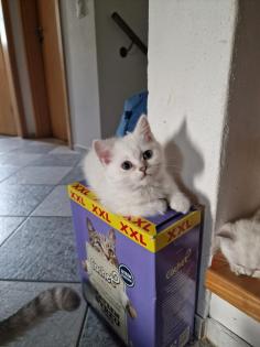 Süße BKH kitten ns 1133 mit Blauen augen