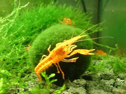 CPO Krebse abzugeben Cambarellus patzcuarensis Orange