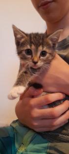 3 süße kitten mädels