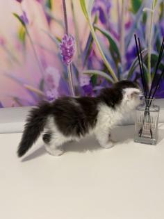 Edelmix Kätzchen Ragdoll Angora