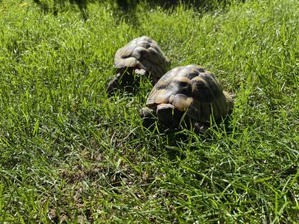 Zwei männliche griechische Landschildkröten abzugeben