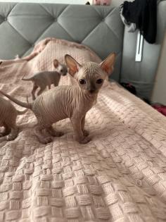 Sphinx Kitten nackt Katzen