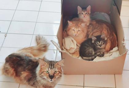 2 typvolle Katzenkinder Norwegische Waldkatze in amber Bernstein