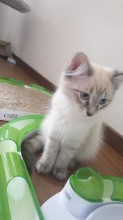 Neva Masquarade Kitten