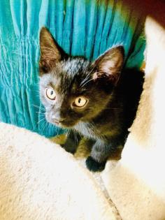 Kleine Kitten zum Liebhaben - gerne mit Garten