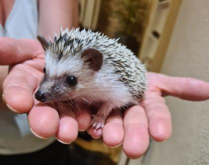 Weißbauchigel babys