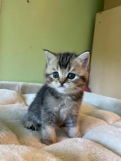 Reinrassige BKH Kitten
