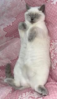 BKH Kitten Point 1 Männchen 1 Weibchen Eltern mit Stammbaum Ab Juli abzugeben