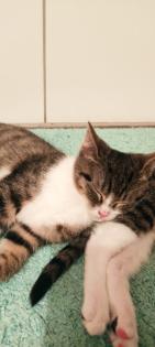 Reizendeste Katzenbabys.