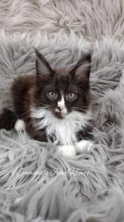Wunderschöne reinrassige Maine Coon Kitten