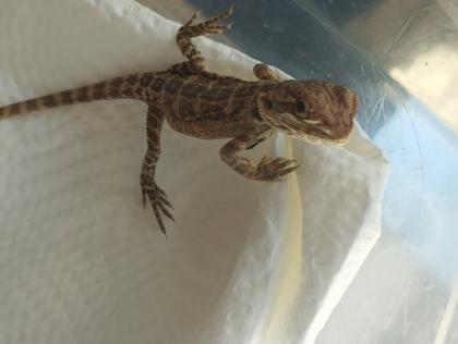 Bartagame Babys brauchen schnell ein neues Zuhause