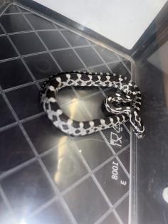 Kornnatter Pantheropis Guttatus NZ 07 25