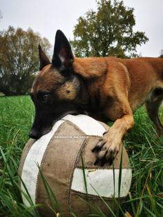 Malinois Welpen SoulGuideDogs X-Mechelaar