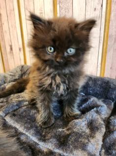 Maine Coon Perser Kater
