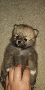 Pomeranian zwergspitz