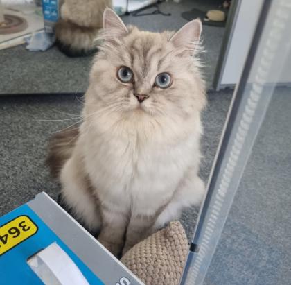 BLH/Ragdoll Kitten suchen ein liebevolles Zuhause