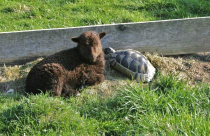 Maurische Landschildkröten Testudo graeca ibera eigene Nachzuchten von 2023 22 21 und 20.